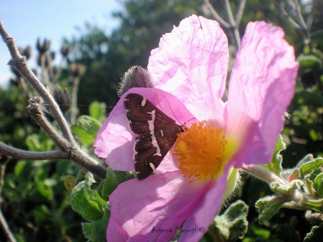 Spoladea recurvalis (Crambidae) in Puglia